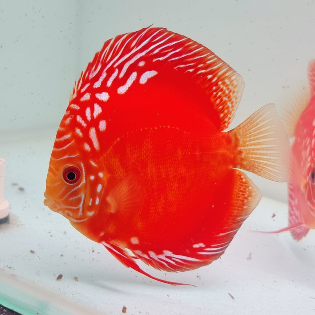 Red Scarlet Discus Fish