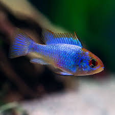 Electric blue M
