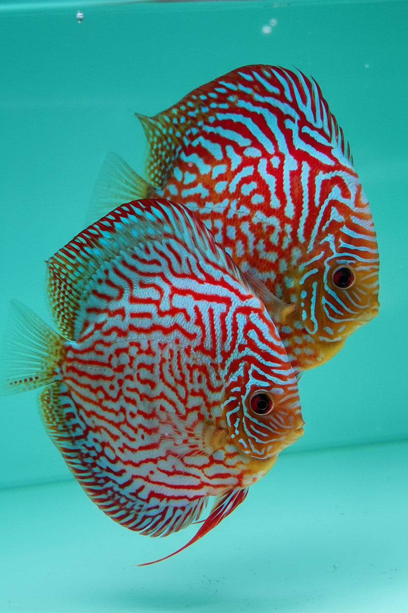 Galaxy Turquoise Discus fish with vibrant turquoise-blue body and intricate red maze pattern – TANAQUALIFE