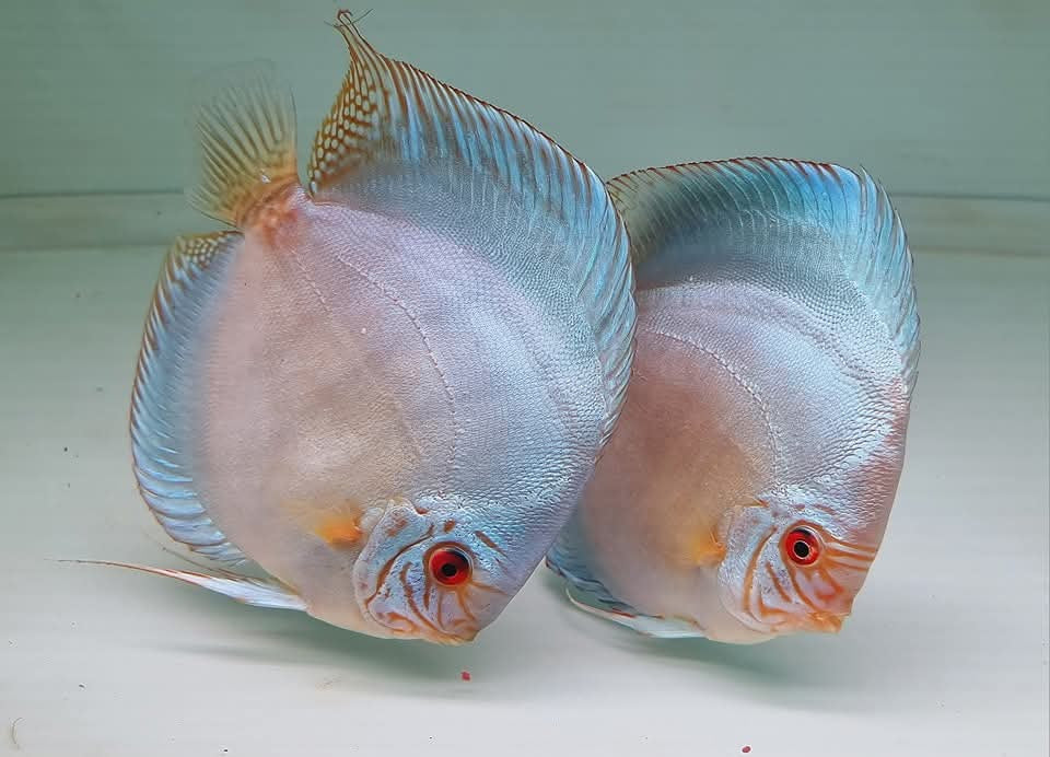Majestic Blue Discus Fish