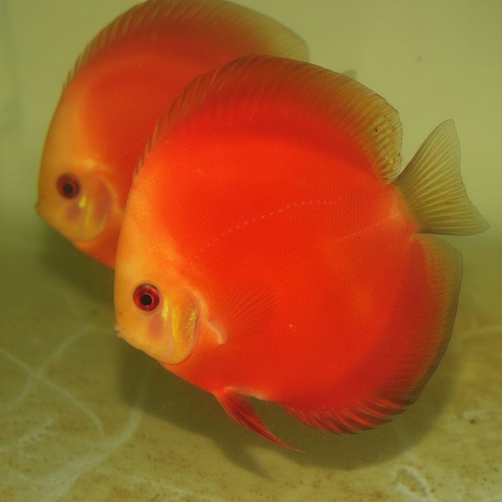 Golden Sanmerah Discus Fish