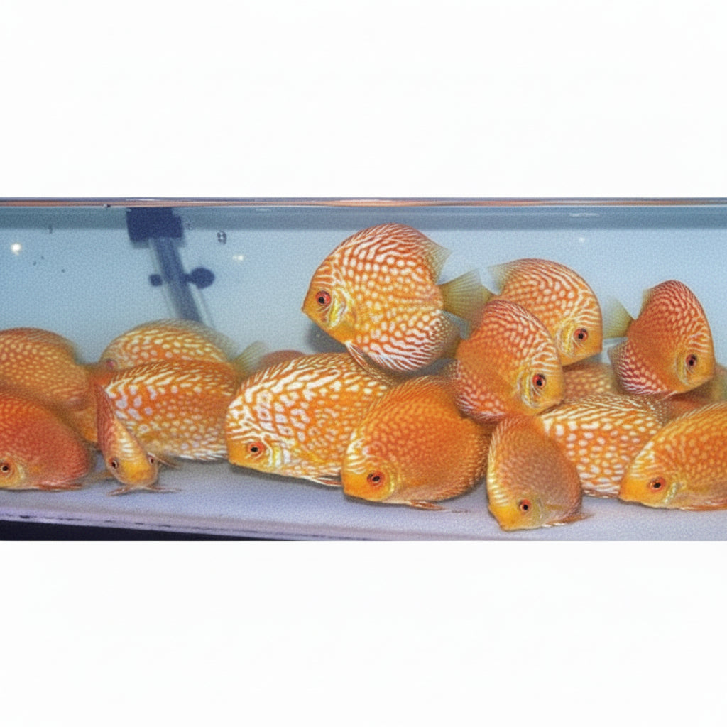 Golden Checkerboard Discus Fish