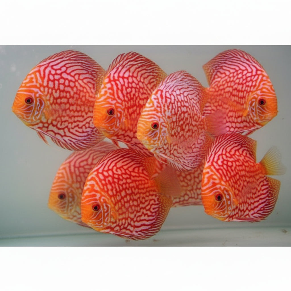 Red Checkerboard Discus Fish