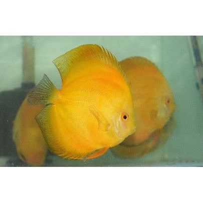 Yellow Musk