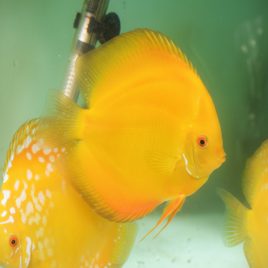 Yellow Musk Discus fish with vibrant golden-yellow body, red eye and elegant fins – TANAQUALIFE