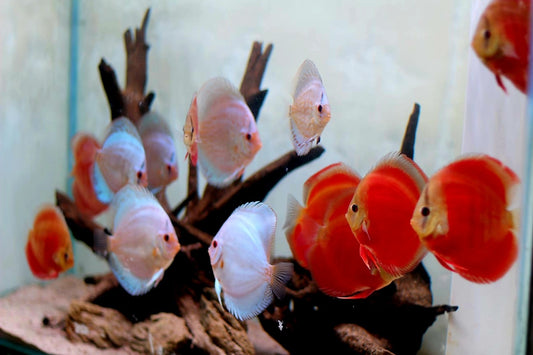 Discus Fish Care Guide