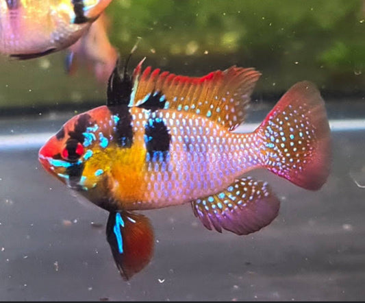 BUTTERFLY GERMAN RAMS