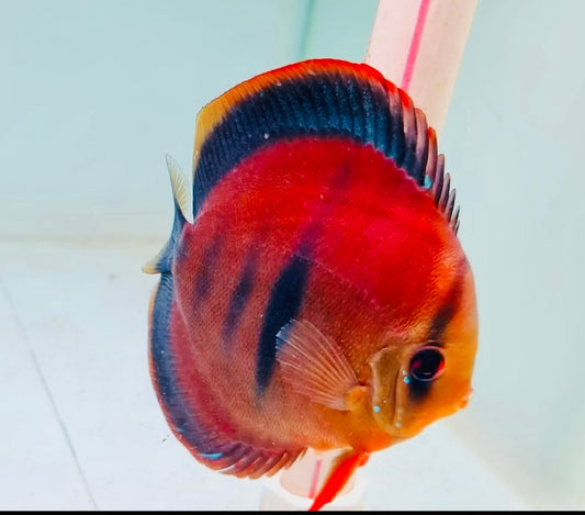 Ica Red