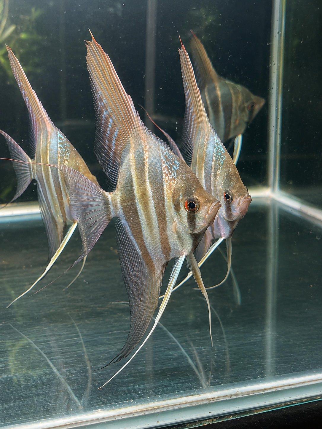 Captive bred Altum Angelfish with tall body, vertical bands and long flowing fins, bred at Sams Discus India