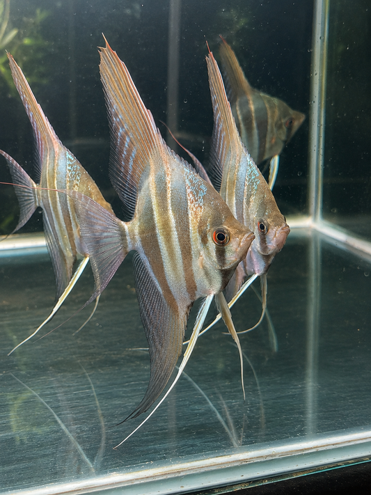 Captive bred Altum Angelfish with tall body, vertical bands and long flowing fins, bred at Sams Discus India