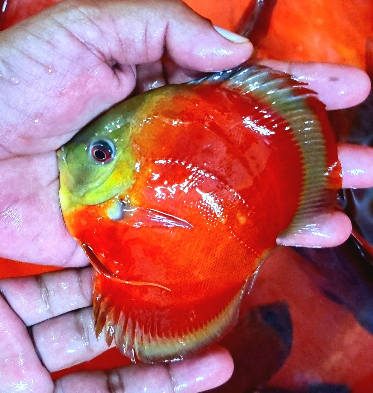 Blue Rim Red Rose Discus fish with vibrant deep red body and contrasting blue rim – TANAQUALIFE