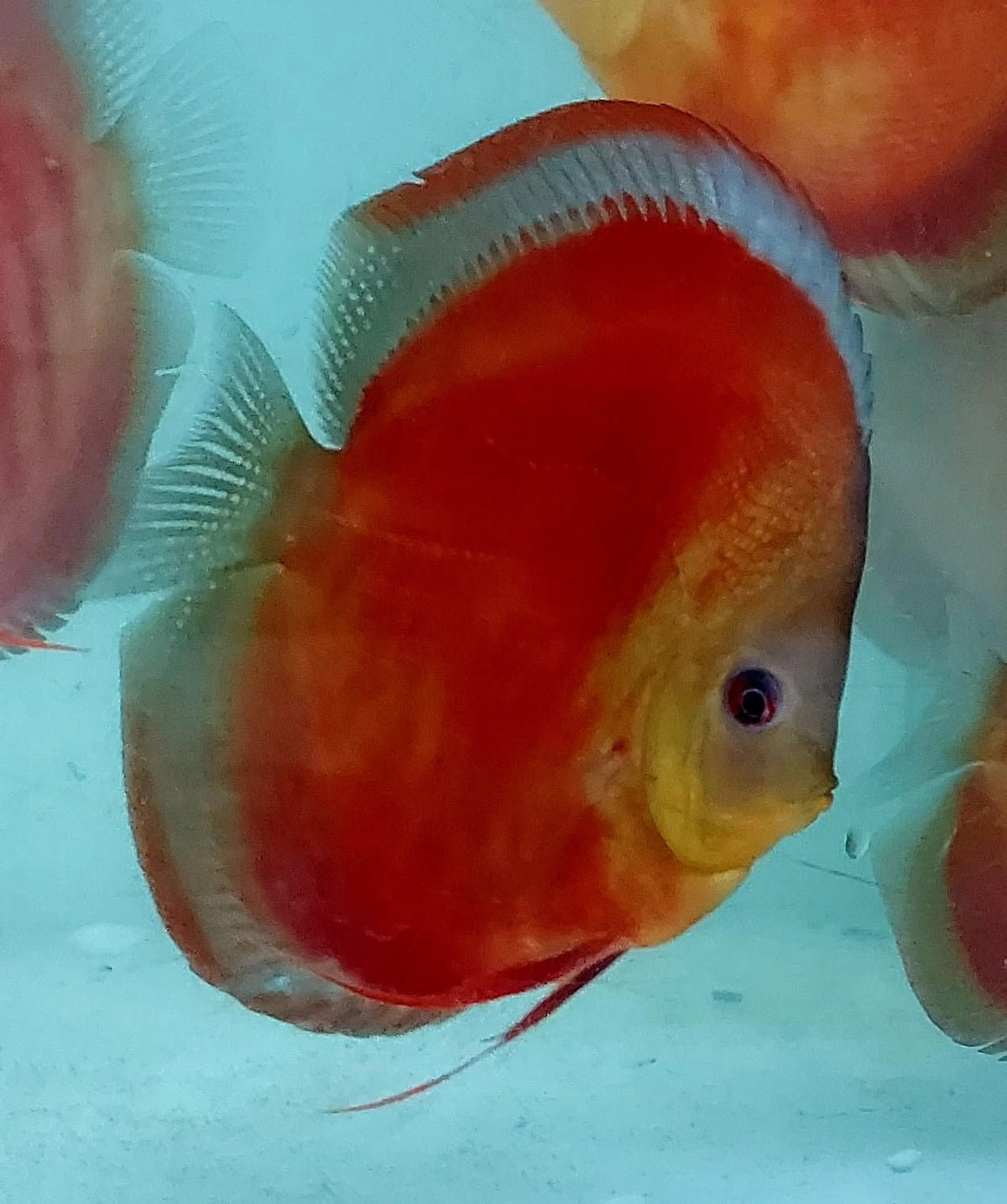 Blue Rim Red Rose Discus fish with vibrant deep red body and contrasting blue rim – TANAQUALIFE