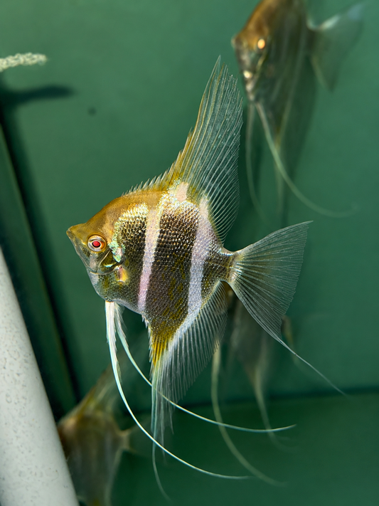 Premium Dantum Angel with tall fins and vertical barring