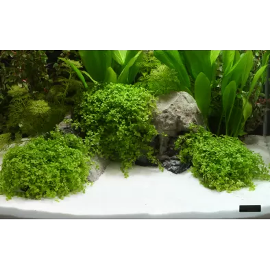 Dennerle White Plantahunter Beach 0.1-0.6mm 5 Kg