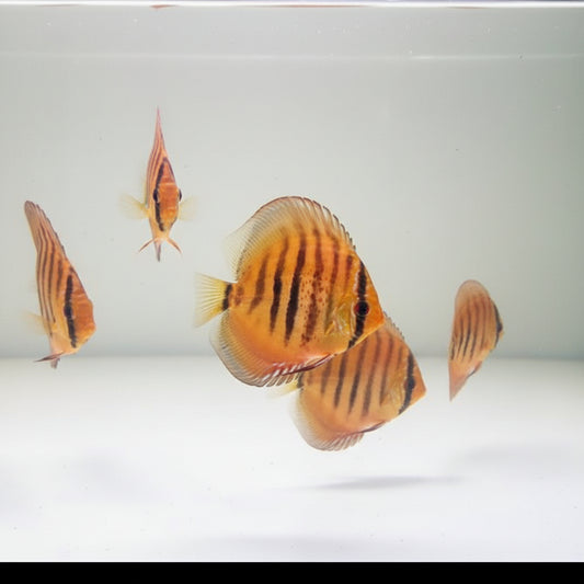 Heckel Cross Discus fish with golden orange body and distinctive dark vertical bars – TANAQUALIFE