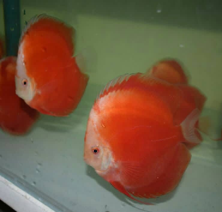 Red Valentine Discus Fish