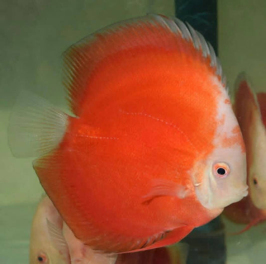 Red Valentine