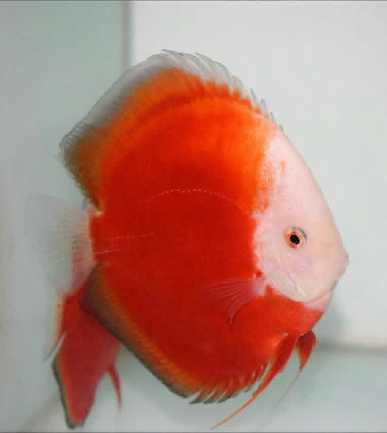 Red Valentine Discus Fish