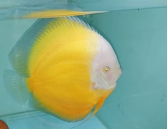 Yellow White Discus Fish