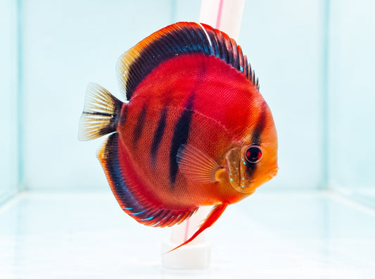 Ica Red Discus Fish