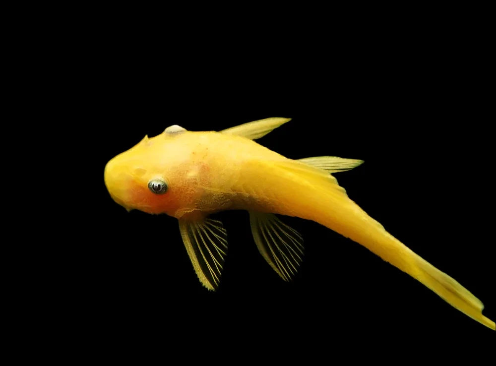 L144 lemon blue eye short fin 4cm