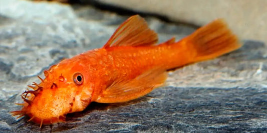 L144 super red short fin 3cm