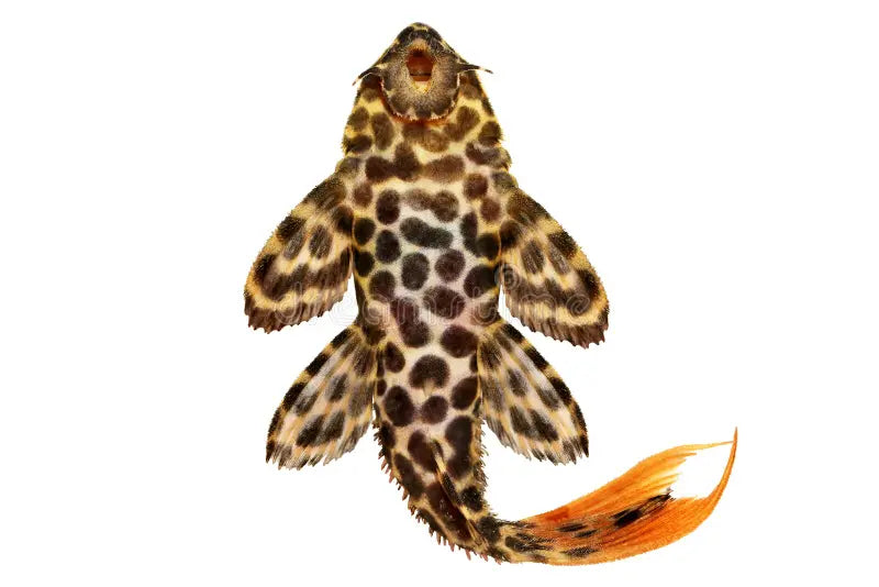 Leopard Julie M