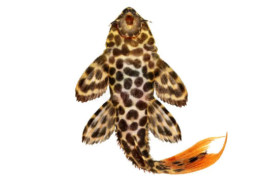 Leopard Julie M