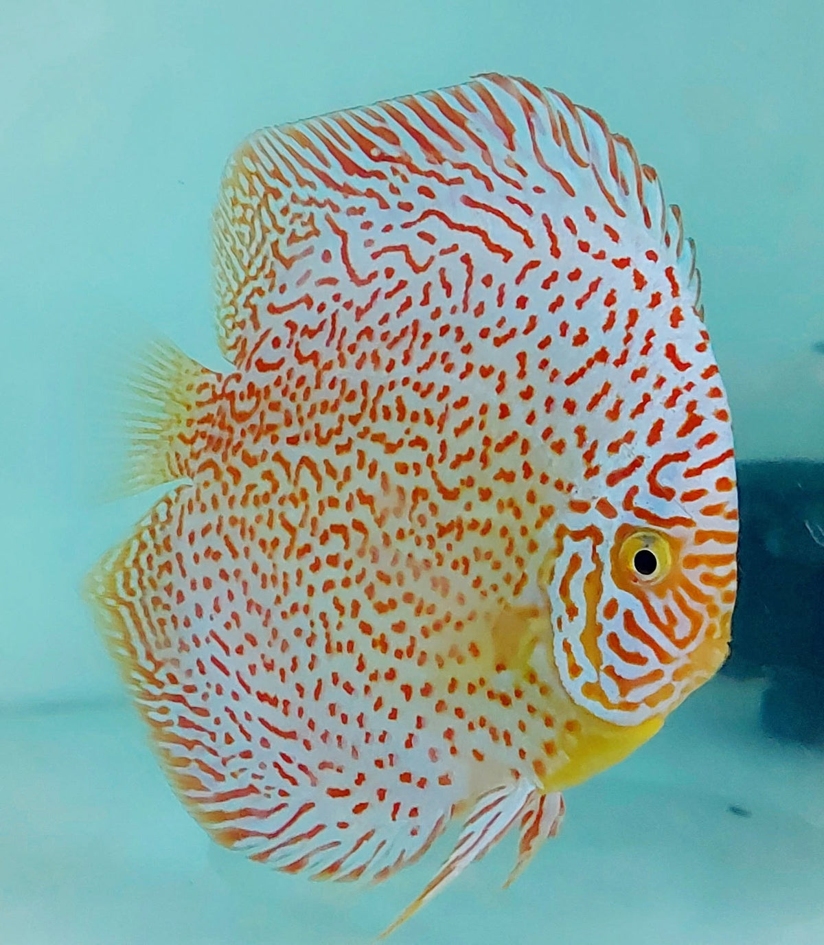Leopard Snakeskin Discus fish with intricate red pattern and white body – TANAQUALIFE