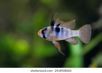 Papillochromis German rams M
