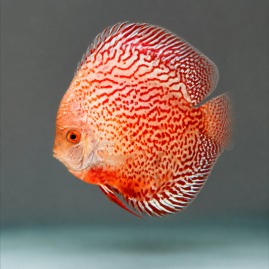 Leopard Snakeskin Discus fish with intricate red-orange maze pattern and light cream body – TANAQUALIFE