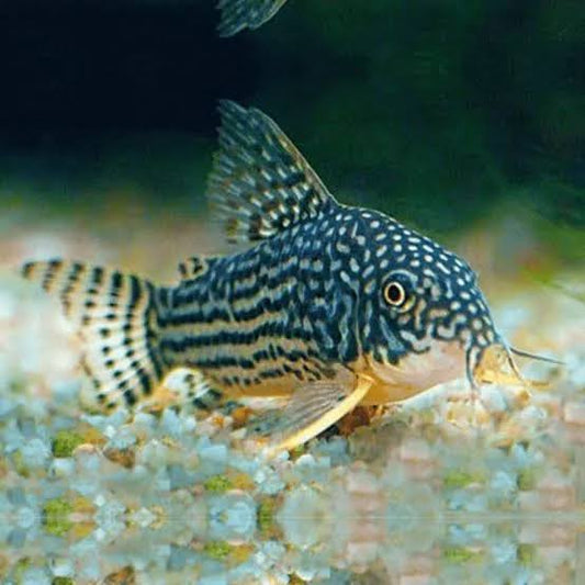 Sterbai Cory M