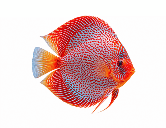 Snow Leopard Snakeskin Discus Fish
