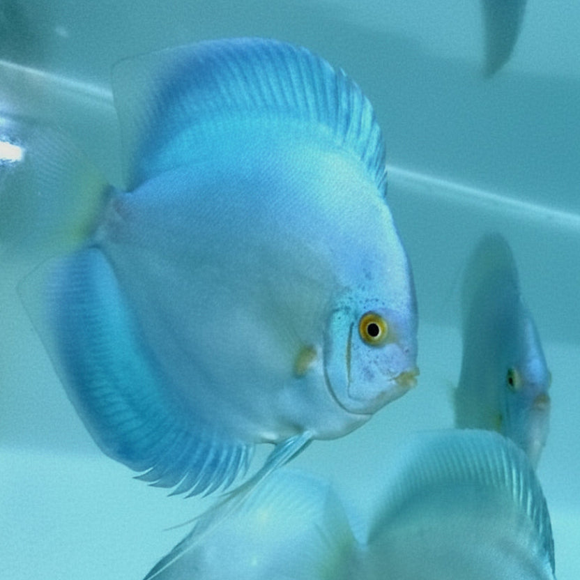 Blue Diamond Discus Fish
