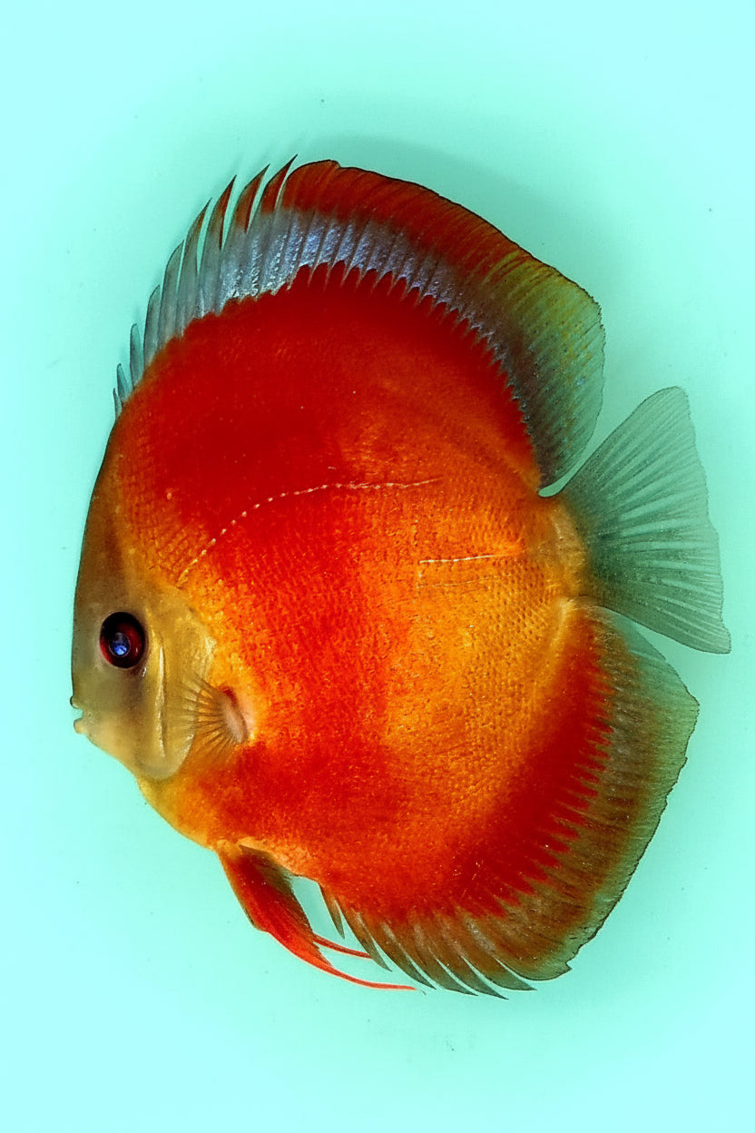 Red Rose Discus Fish