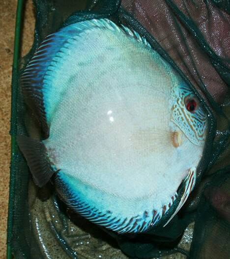 Diamond Snake Discus Fish