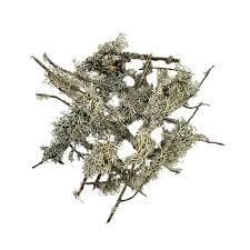 WIO Branch Lichen Mix100 (50gms)