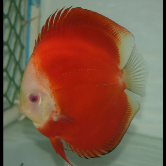 Royal Ruby Red Discus Fish