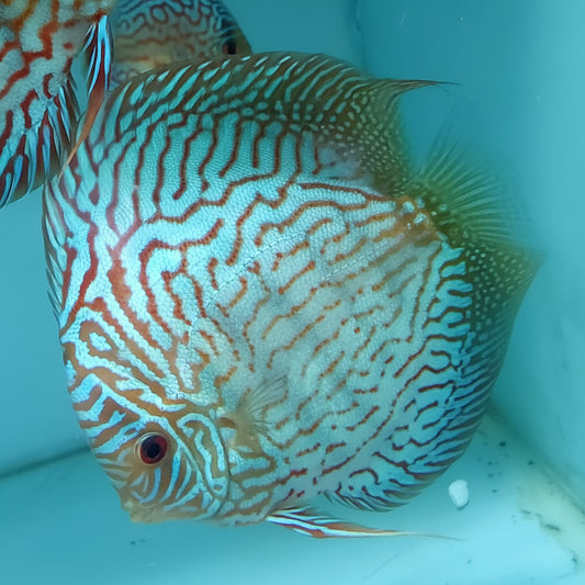 Tiger Turquoise