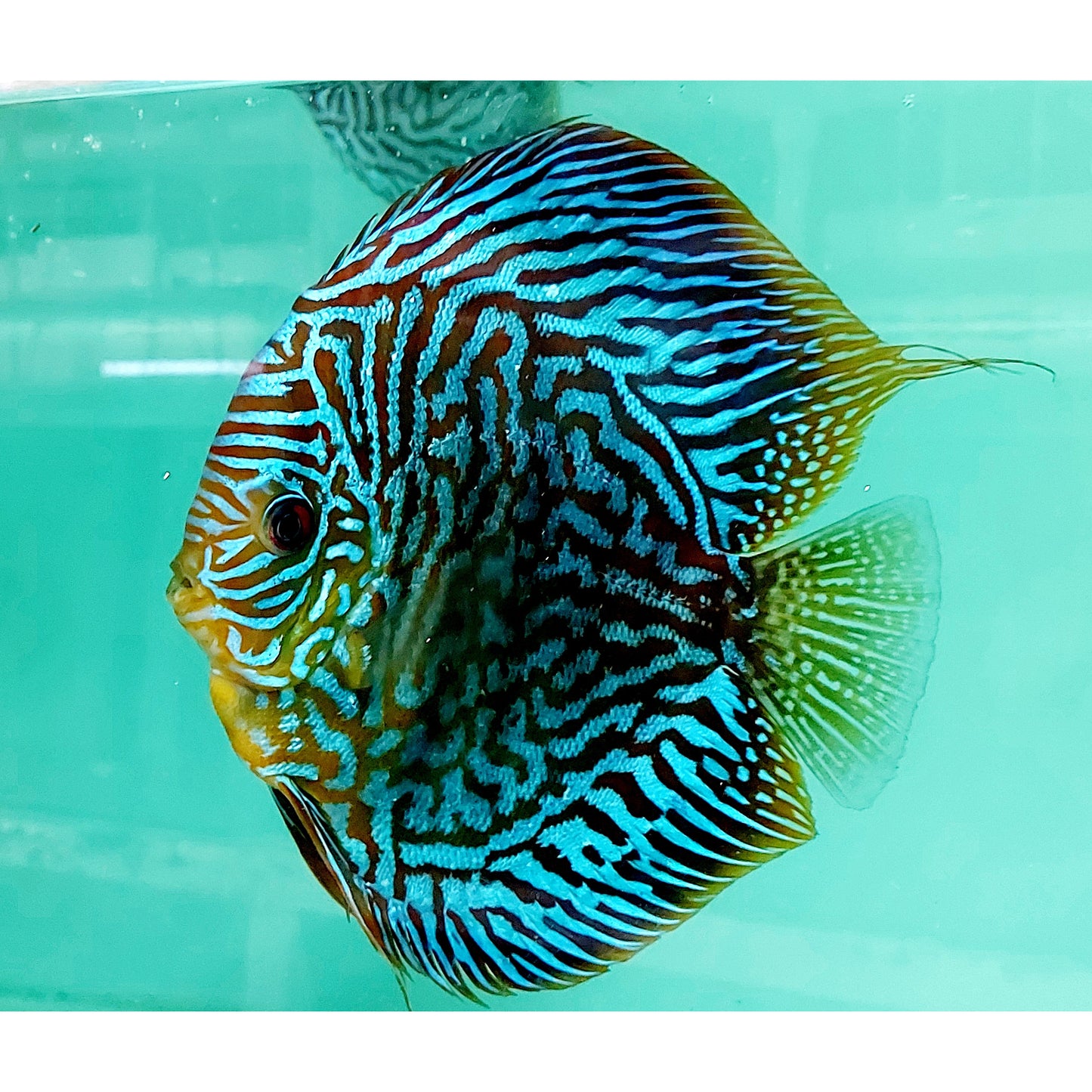 Galaxy Turquoise