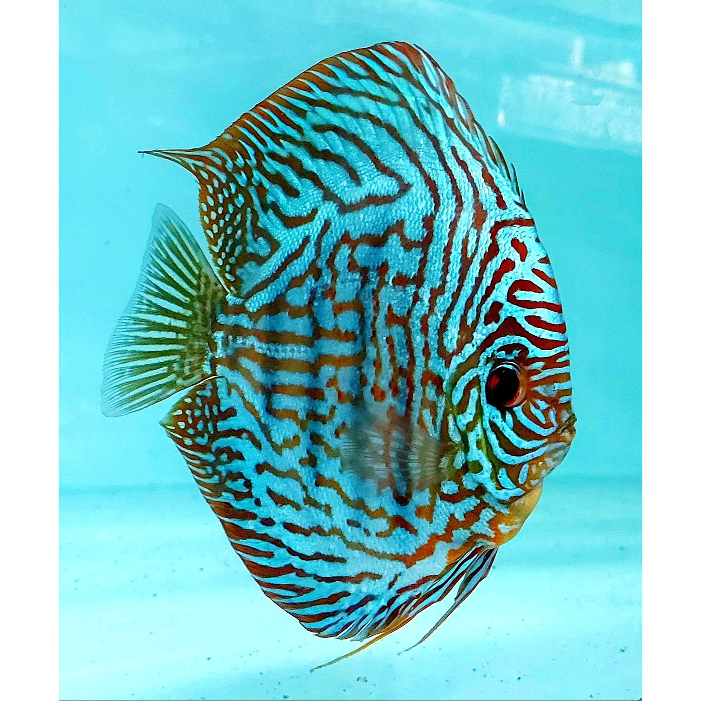 Galaxy Turquoise