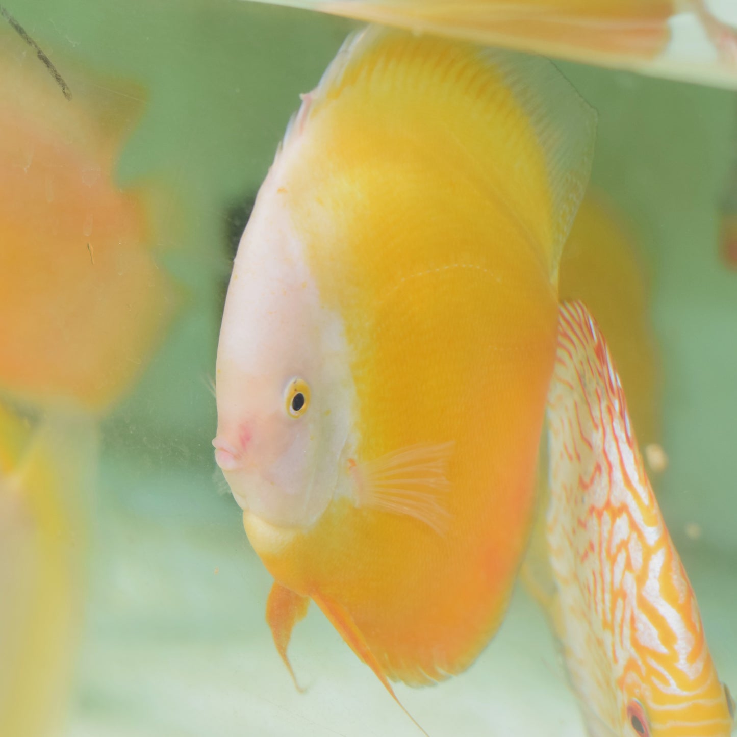 Yellow White