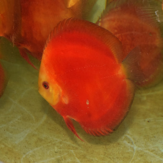 Golden Sanmerah