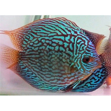 Galaxy Turquoise