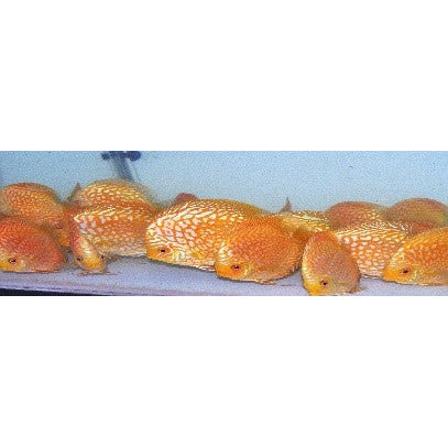 Golden Checkerboard