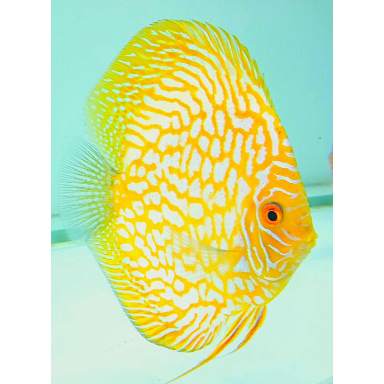 Golden Checkerboard
