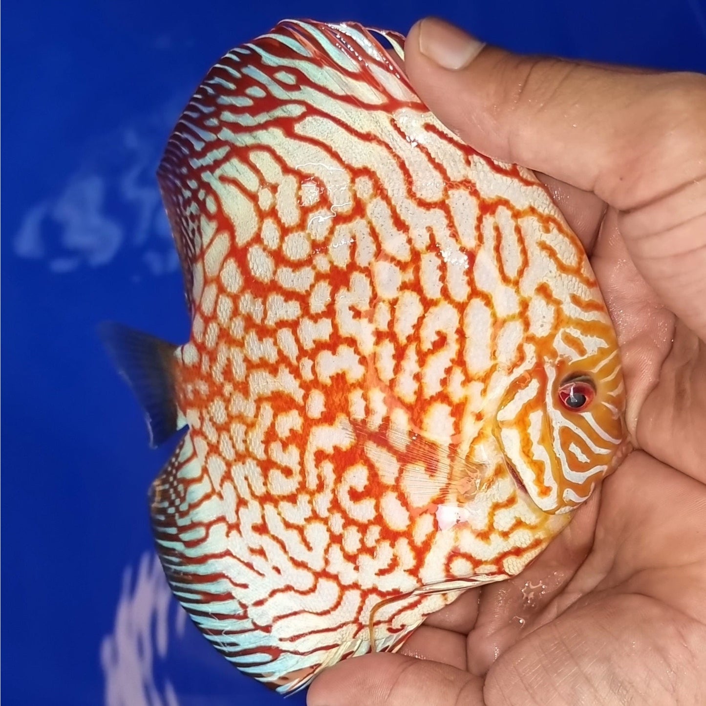 Red Checkerboard