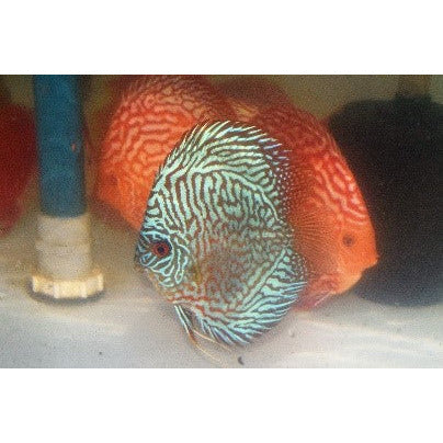 Tiger Turquoise