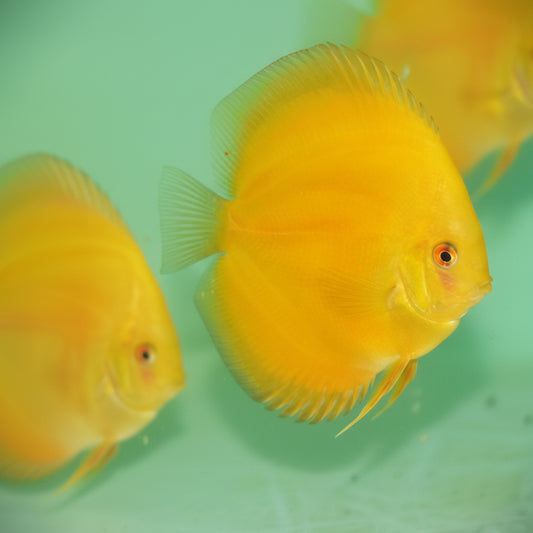Yellow Musk Discus fish with vibrant golden-yellow body, red eye and elegant fins – TANAQUALIFE