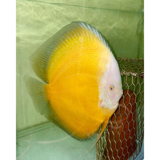 Yellow White